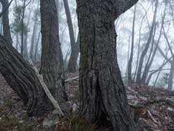 Kanangra-Boyd National Park