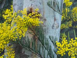 Scribley Gum and Hamilton's Wattle