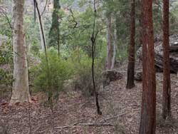 Capertee Gorge