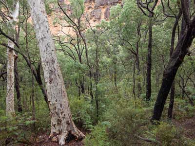 Capertee River Gorge