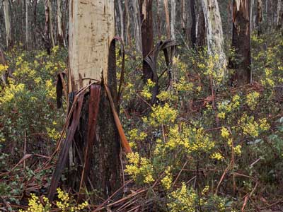Newnes Plateau