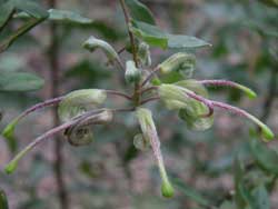 Green Spider Flower