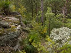 Wollemi National Park