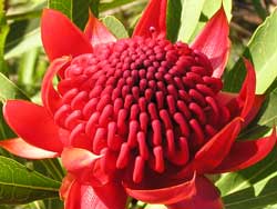 NSW Waratah