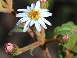 Oak-leaved Olearia