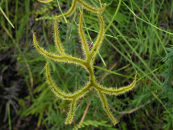 Forked Sundew