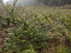 Newnes Plateau