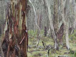 Boyd Plateau