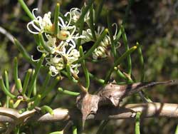 Dagger Hakea