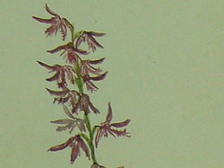 Orchids 14