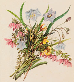 flora