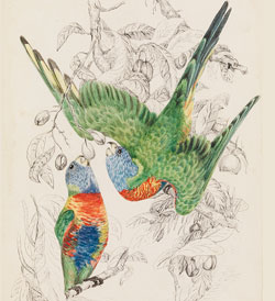 Rainbow Lorikeet