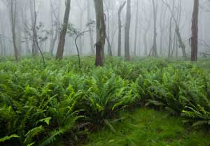 Boyd Plateau (forest)