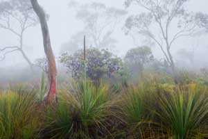 Boyd Plateau (misty heath)