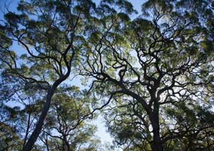 Yengo Canopy