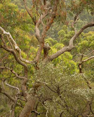 Yengo Tree
