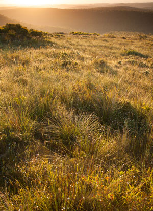 Mount Hay Range