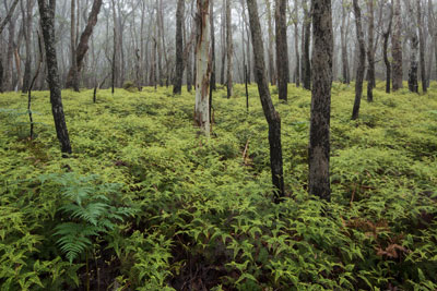 Boyd Plateau
