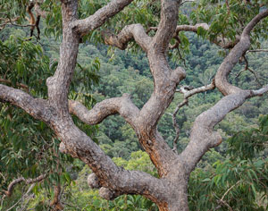 Yengo Wilderness 2