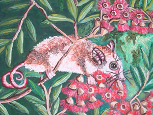 Eastern Pygmy-possum