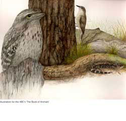 Tawny Frogmouth