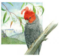 Gang-gang Cockatoo (male)