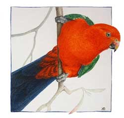 Australian King-Parrot