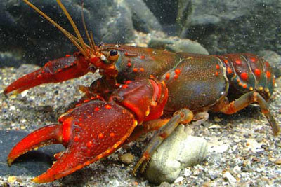 Sydney Crayfish