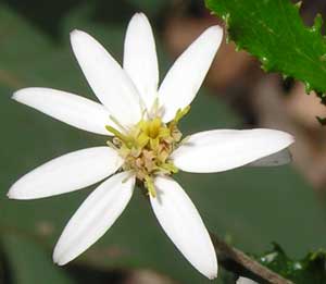 Silky Daisy Bush