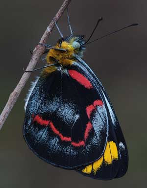  Black Jezebel