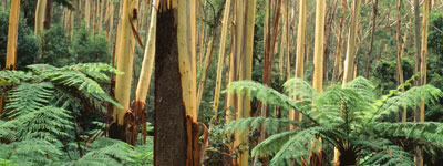 Blue Mountains Ash