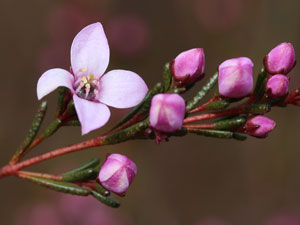 Deane's Boronia