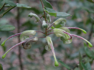 Green Spider Flower