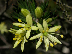 Leionema lachnaeoides