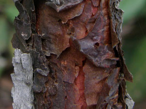 Narrow-leaved Geebung