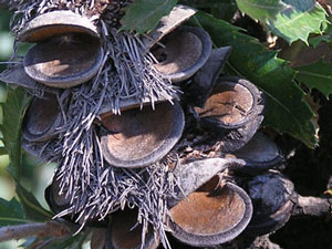 Old Man Banksia