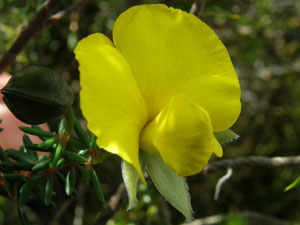 Unknown Wedge Pea