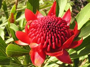 Waratah