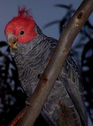 Gang-gang Cockatoo (male)