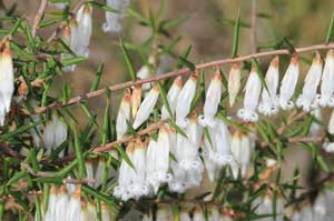Leucopogon fletcheri subsp. fletcheri