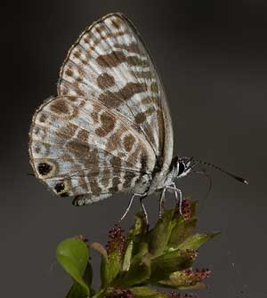 Plumbago Blue