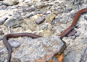 Scaly-foot