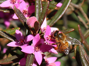 Sydney Boronia