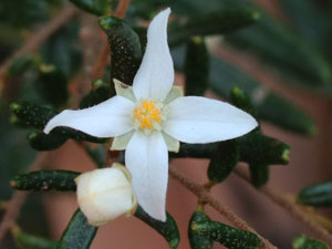 A white Sydney Boronia