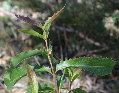 Waratah or Woody Pear?