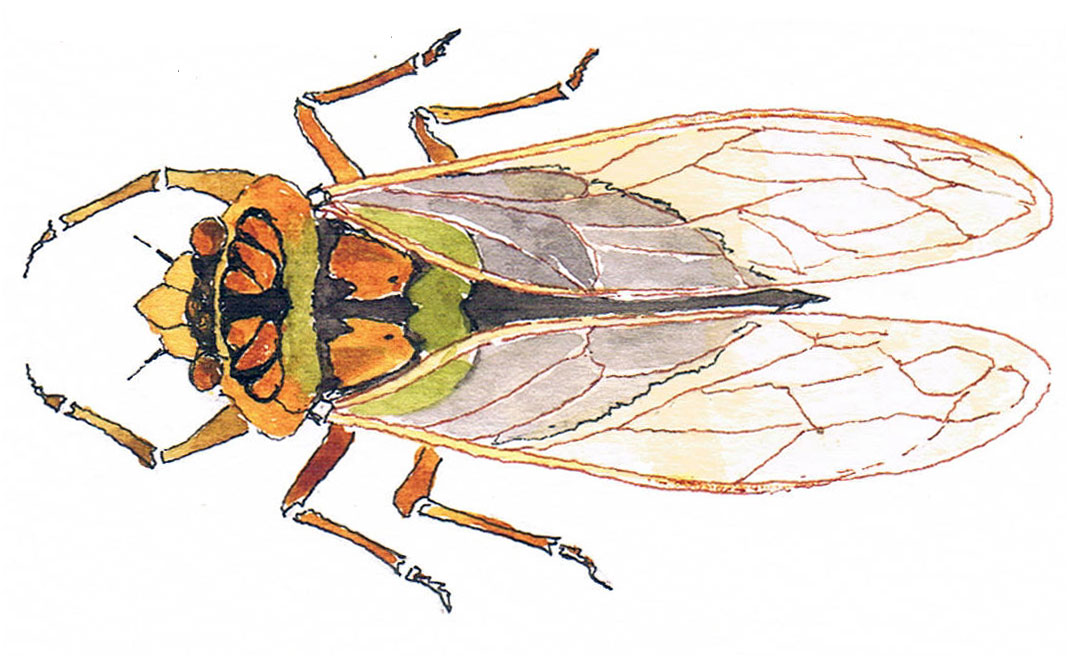 Masked Devil Cicada