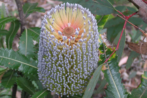 Old Man Banksia