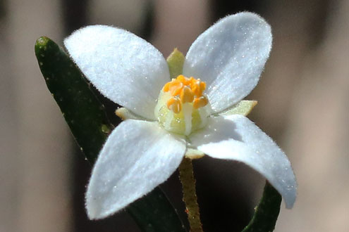 A white Sydney Boronia