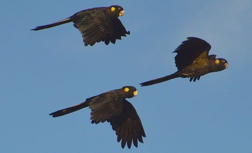 Yellow-tailed Black-Cockatoos
