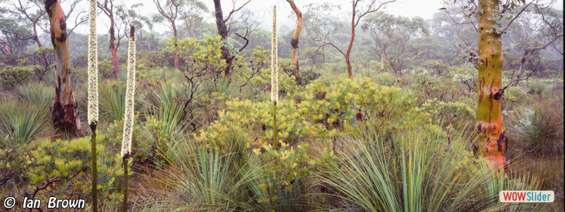 2. Kanangra heath